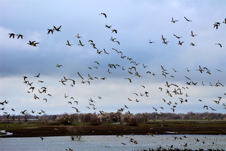 Mixed flock of waterfowl flying over wetland