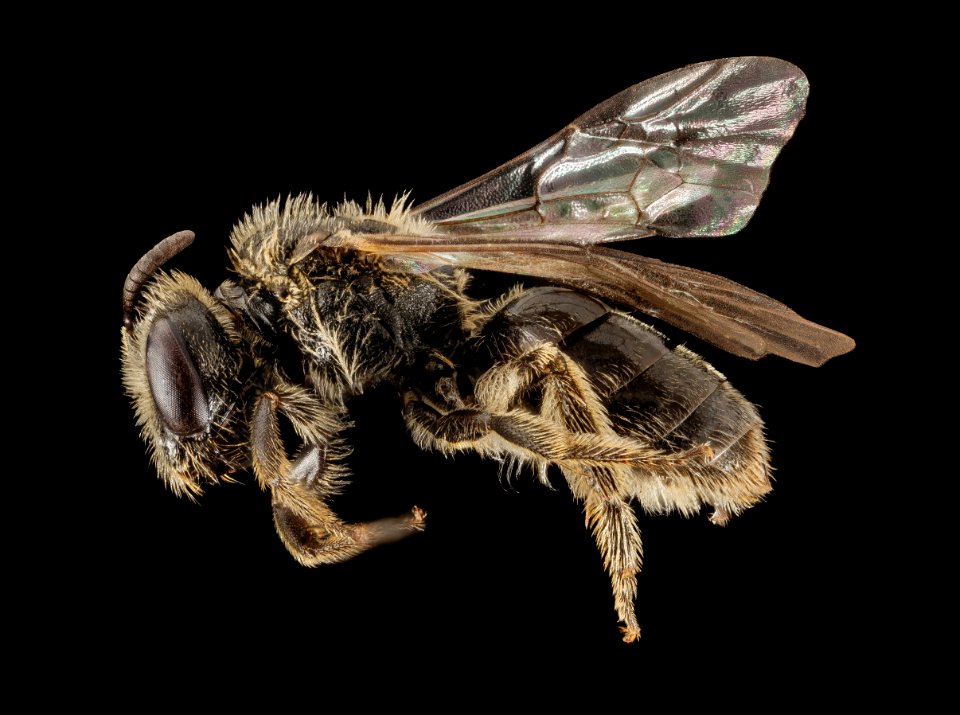 Lasioglossum sequoiae, F, Side, WA, San Juan County 2014-07-14-18.45