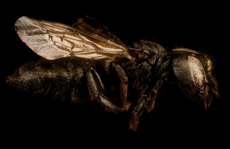 Hoplitis albifrons, f, right, Mariposa CA, 2017-07-13-15.55