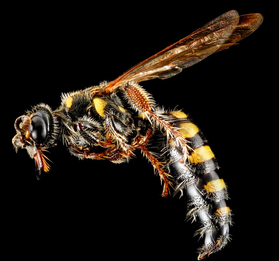 Myzinum maculatum, F, side, MD, Queen Anne, Chino Farms 2013-01-16-14.42.04 ZS PMax