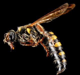 Myzinum maculatum, F, side, MD, Queen Anne, Chino Farms 2013-01-16-14.42.04 ZS PMax