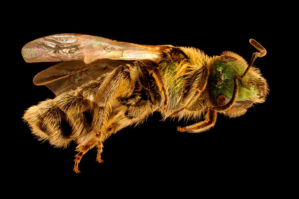 Caenohalictus species, f, right, Near Eric Hampsteads, Chile 2018-07-13-21.14