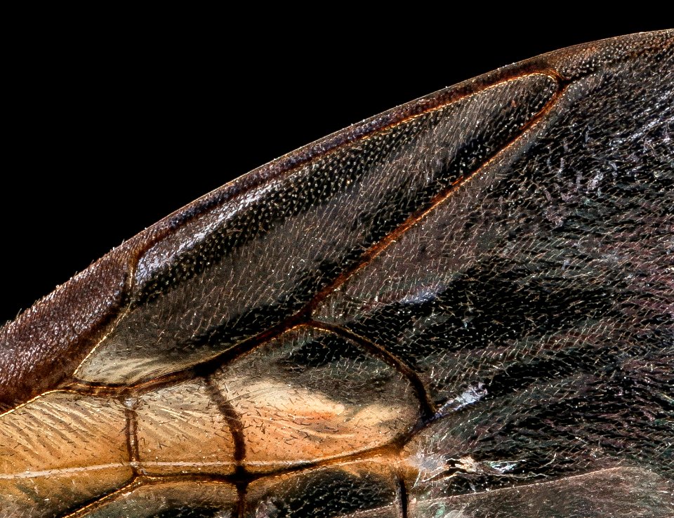 Augochlora pura, f, wing veins, Hardy Co. WV 2021-01-07-09.50.44 ZS PMax UDR