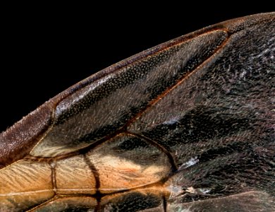 Augochlora pura, f, wing veins, Hardy Co. WV 2021-01-07-09.50.44 ZS PMax UDR