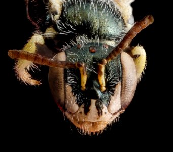 Perdita aridella, female, face 2012-07-31-17.50.15 ZS PMax photo