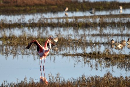 Flamingo Flap - 4 photo
