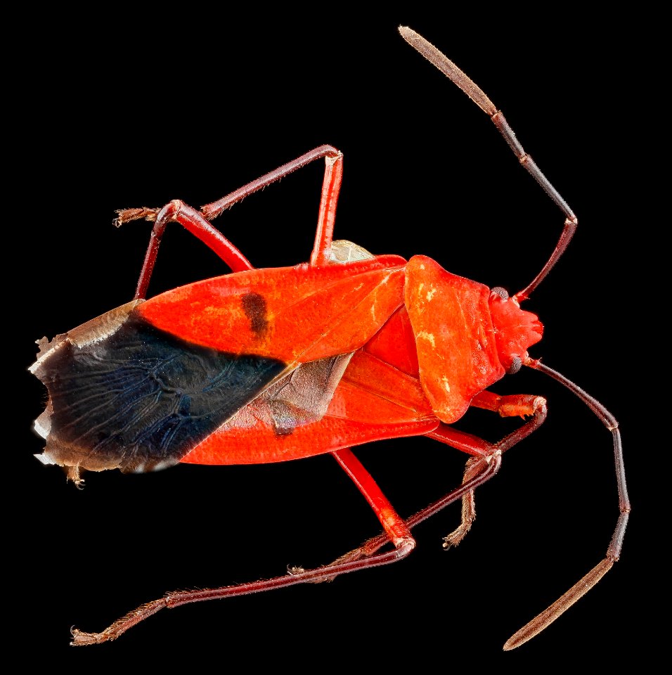 Dysdercus ocreatus U, back, Dominican Republic 2012-12-04-17.10.17 ZS PMax