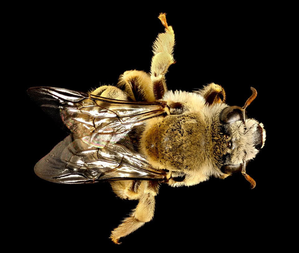 Diadasia rinconis, back, Pima Co., AZ 2016-09-30-17.20