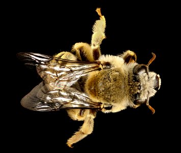 Diadasia rinconis, back, Pima Co., AZ 2016-09-30-17.20