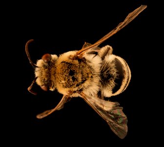 Colletes phaceliae, m, back, Pennington Co., SD 2018-06-25-15.34