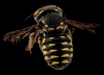 Anthidium maculifrons, Female, Back, Florida, St  Johns County 2013-01-25-15.44.54 ZS PMax
