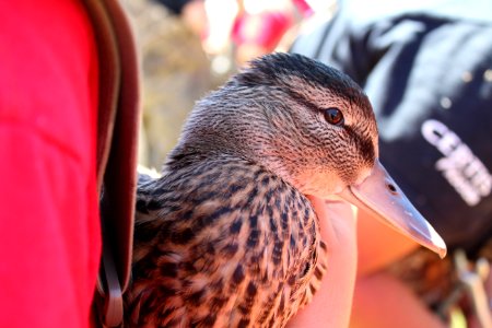 Juvenile gadwall (Anas strepera)
