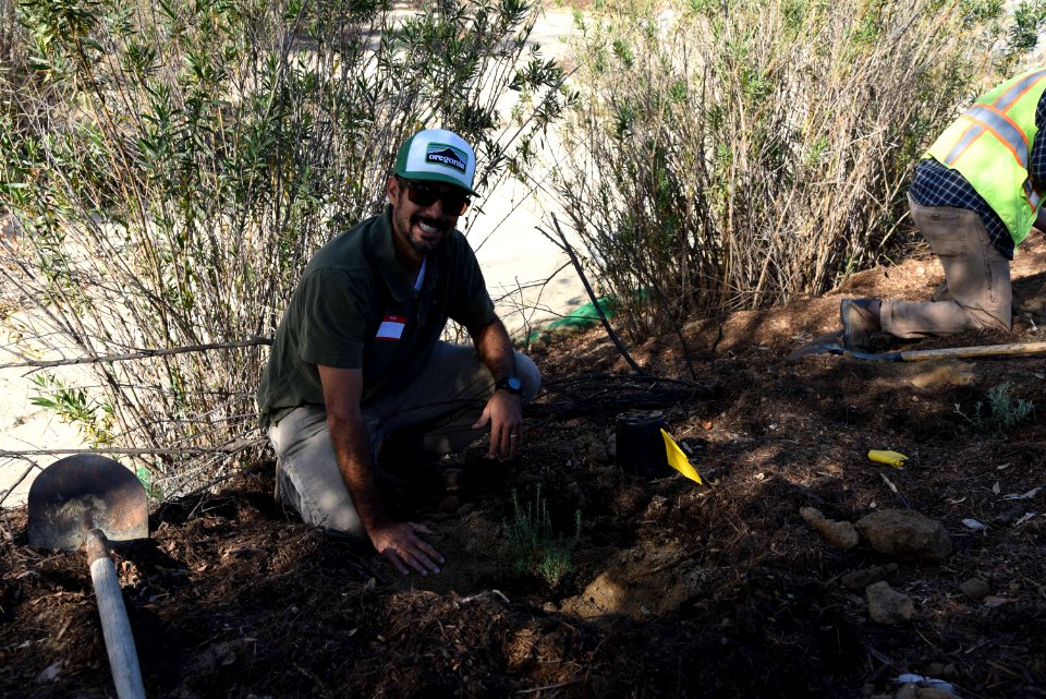 Planting native plants
