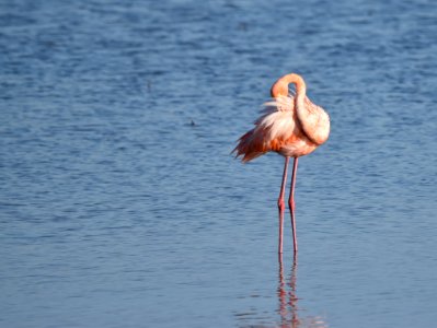 Flamingo preening photo