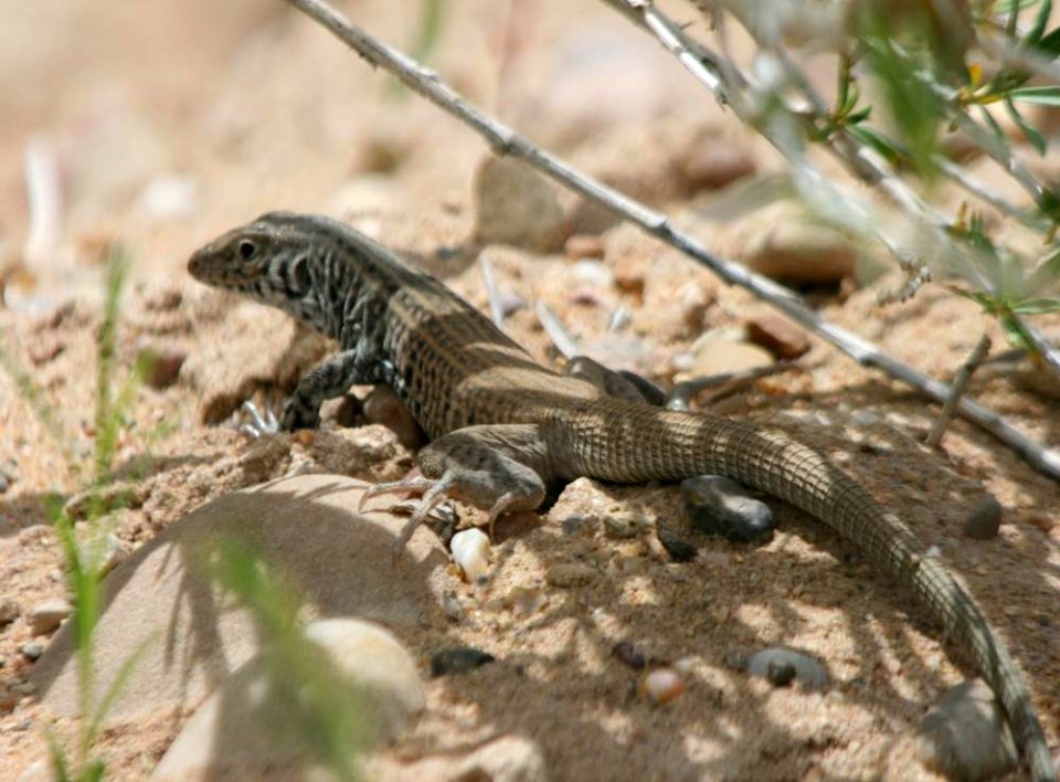 Western Whiptail Lizard