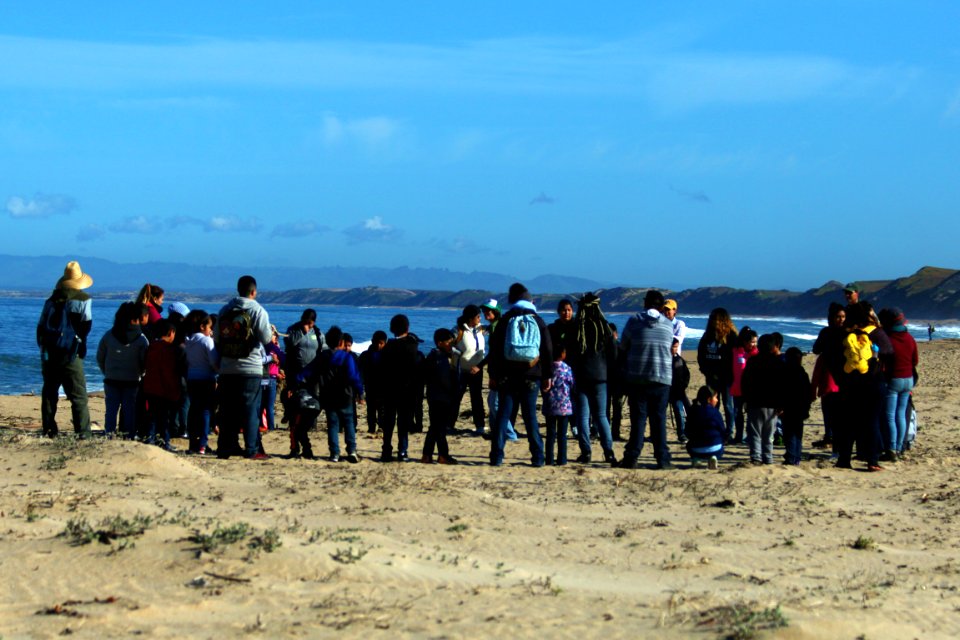 Students and teachers from Santa Rita Elementary School join Return of the Native staff at Monterey State Beach to plant native coastal dune plants and learn about the western snowy plover.