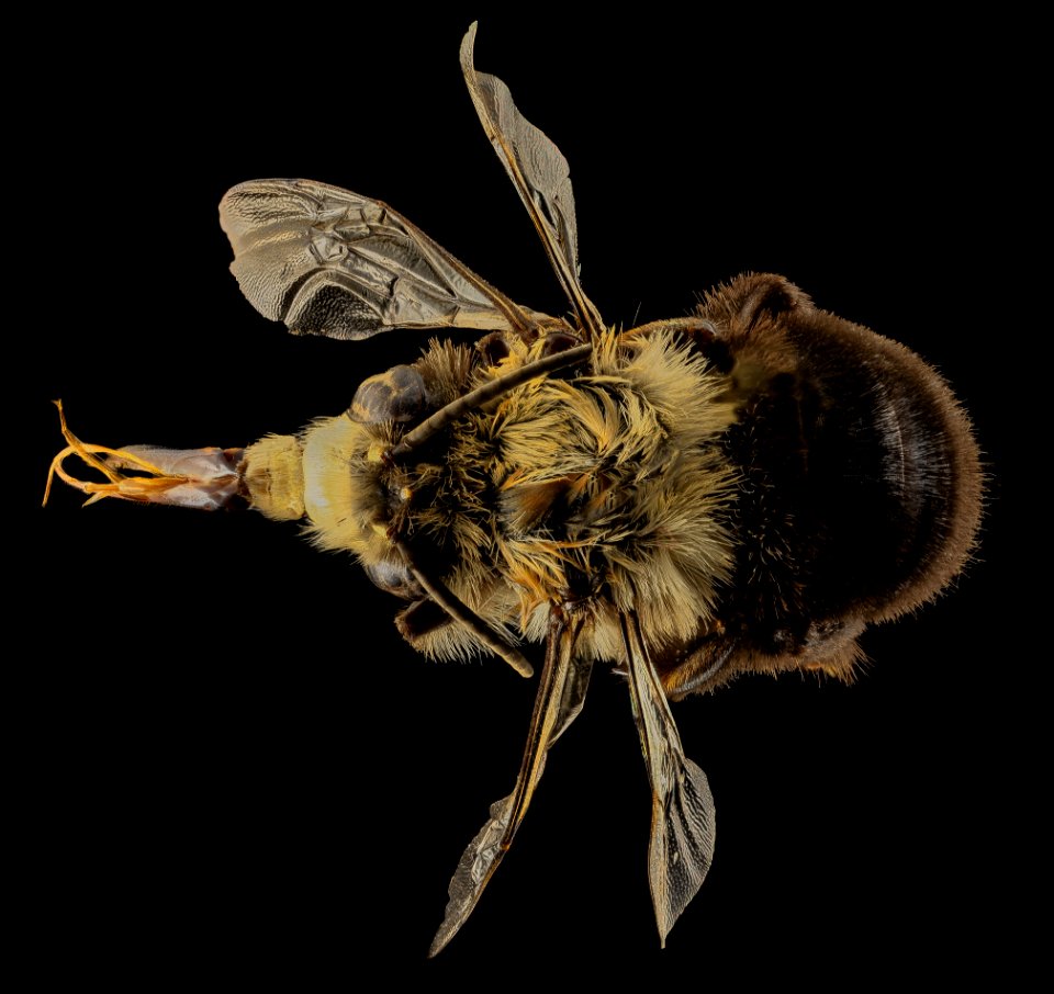 Anthophora abrupta, M, Back,PG county, MD 2014-01-30-10.07.51 ZS PMax