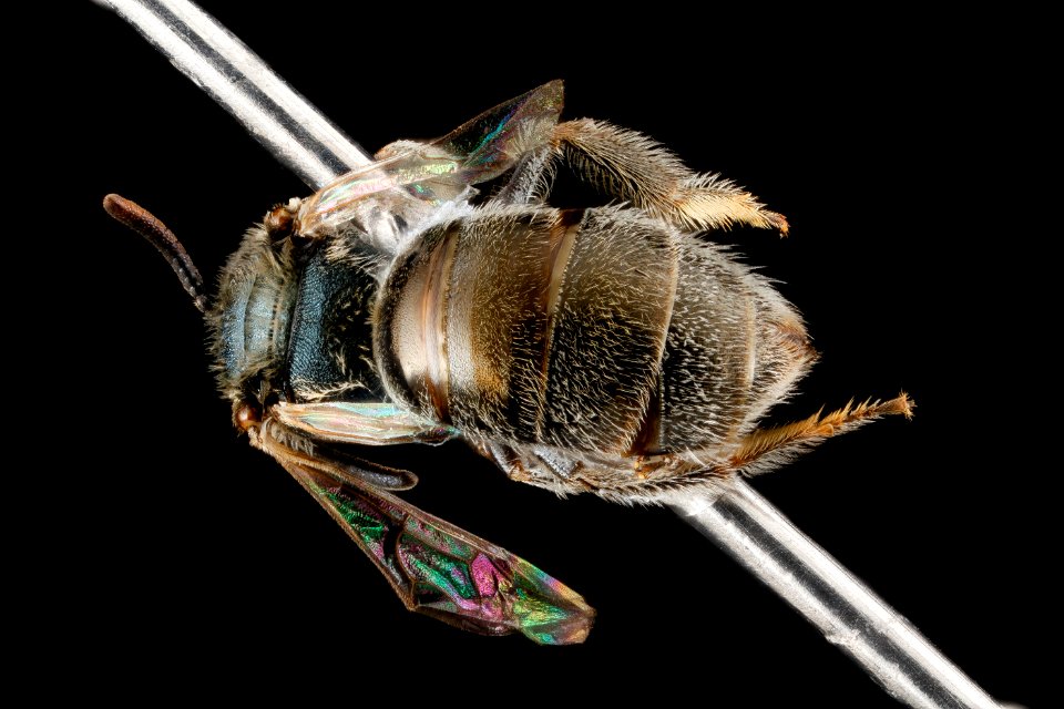 Lasioglossum tamiamense, F, back2, Florida, St. Johns County 2013-03-07-14.50.12 ZS PMax