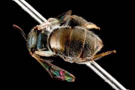 Lasioglossum tamiamense, F, back2, Florida, St. Johns County 2013-03-07-14.50.12 ZS PMax