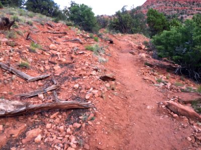 Cottonwood photo