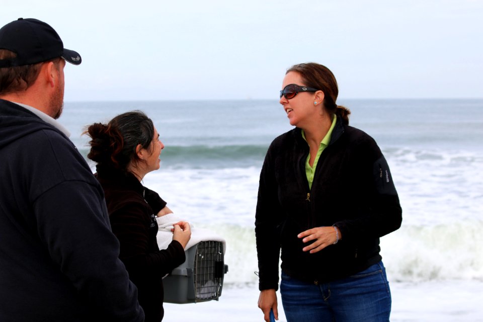 Western snowy plover release
