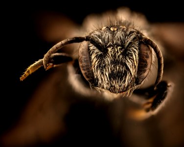 Stelis subemarginata, f, face, Washington Co., Maine 2018-06-20-22.34.52 ZS PMax UDR