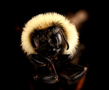Bombus rufocinctus, f, face clean, PA, Erie Co 2017-08-24-01.04