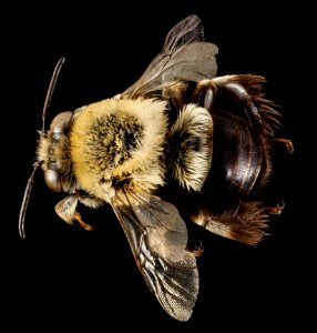 Centris lanosa, F, Back, FL, Torreya 2014-10-09-15.56.52 ZS PMax photo