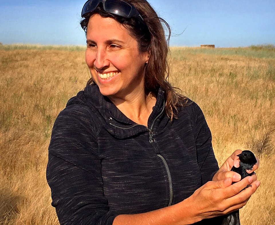 State employee holding a tricolored blackbird