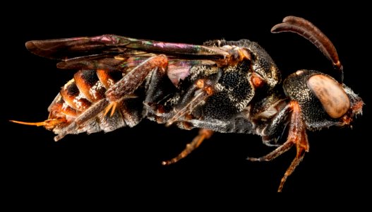 Holcopasites heliopsis, U, side, Maryland, Anne Arundel County 2013-03-19-15.44.41 ZS PMax