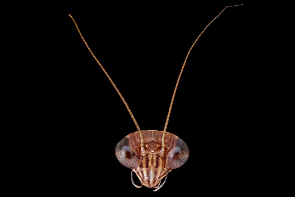 Mantis face, wide shot 2020-08-06-14.11.54 ZS PMax UDR