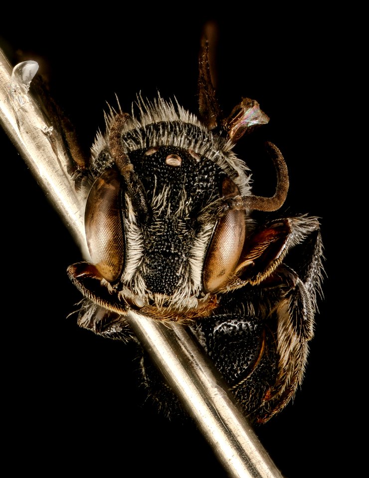 Heriades leavitti, m, face, Dorchester Co, MD 2016-01-07-15.50