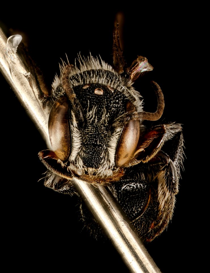 Heriades leavitti, m, face, Dorchester Co, MD 2016-01-07-15.50 photo