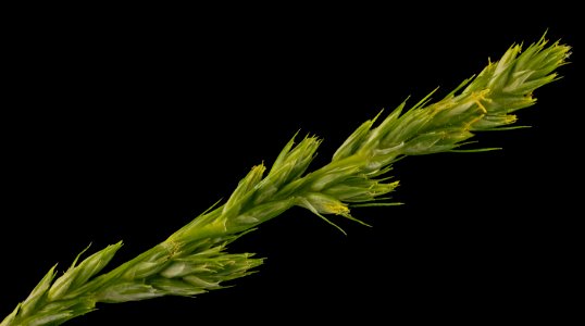 sedge2 flower, MD, PG County 2014-05-19-16.42.58 ZS PMax photo