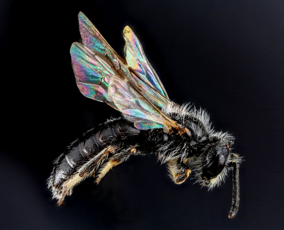 Panurginus, species A, Sounth Dakota, Side 2012-08-31-22