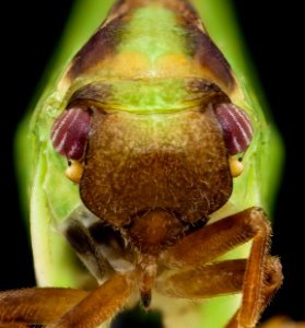 Planthopper, face, MAGLEV 2020-08-12-18.22.10 ZS PMax UDR photo