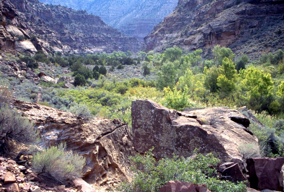 Foliage and sage along inside of canyon