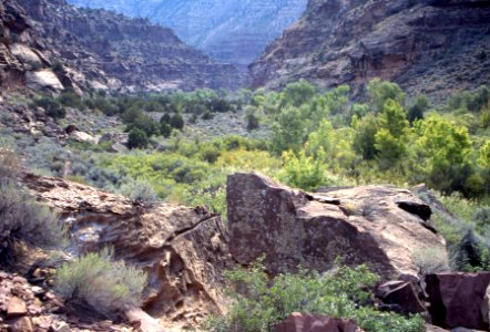 Foliage and sage along inside of canyon photo
