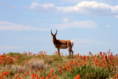 Fauna Entry