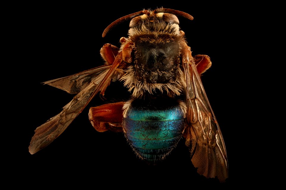 Mesoplia rufipes, m, back, La Cruz, Costa Rica 2018-08-15-20.51.47 ZS PMax UDR