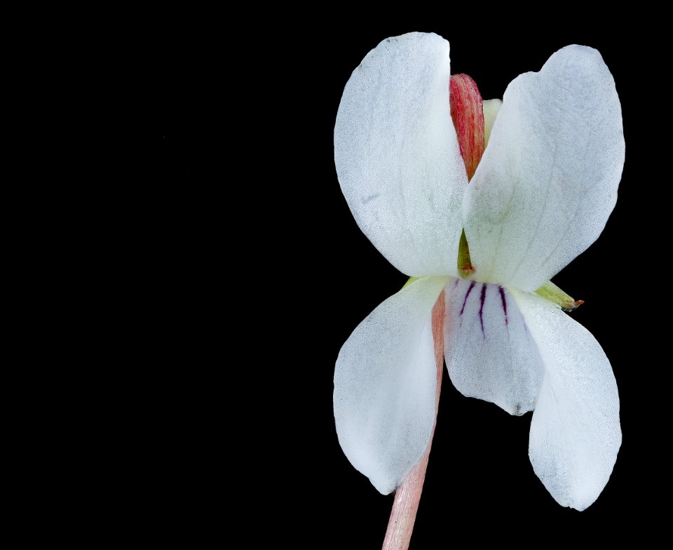 Viola blanda, Sweet White Violet, Howard County, Md, Helen Lowe Metzman 2019-10-23-11.36.51 ZS PMax UDR