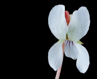 Viola blanda, Sweet White Violet, Howard County, Md, Helen Lowe Metzman 2019-10-23-11.36.51 ZS PMax UDR