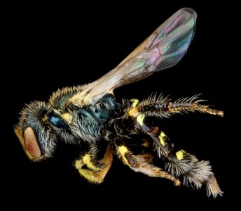 Perdita swenki, F, side, New York, Queens County 2013-02-20-14.56.27 ZS PMax