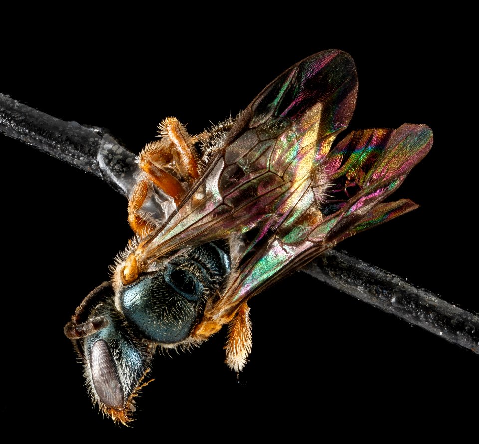 Lasioglossum tarponense, F, back, Florida, St John County 2013-03-04-18.09.35 ZS PMax