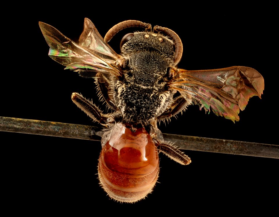 Sphecodes fattigi, f, back, Caroline Co., VA 2018-07-17-19.12.16 ZS PMax UDR