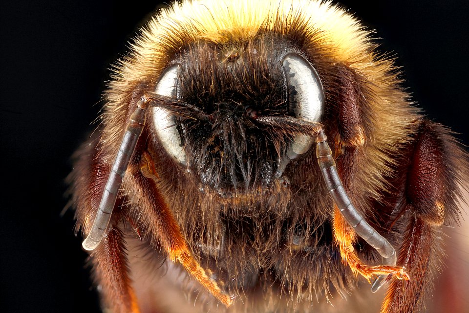 Bombus variabilis, male, face, Maryland 2012-08-28-16