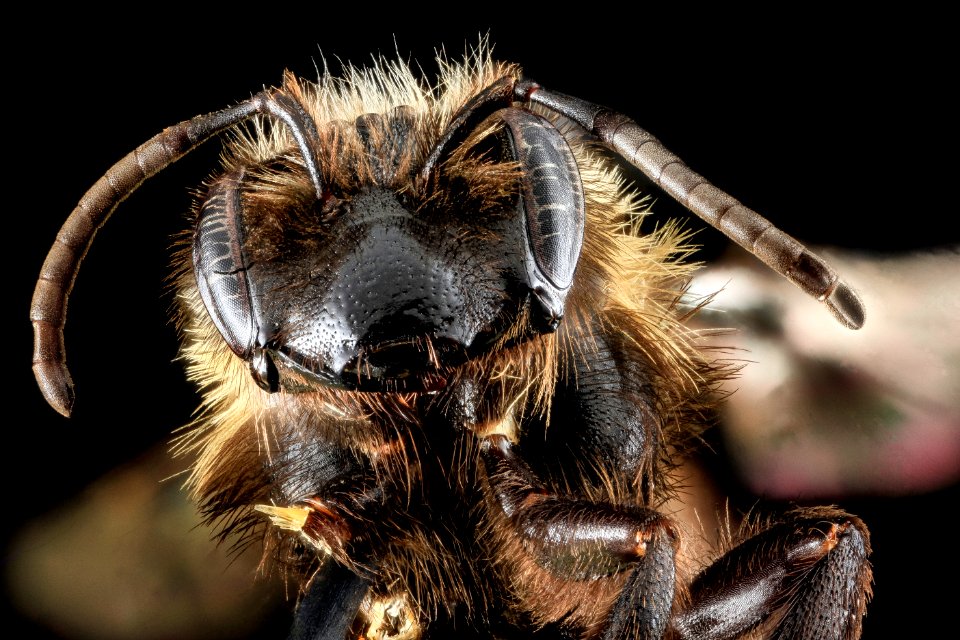 Andrena milwaukeensis, F, Face, WVA 2013-06-24-15.36