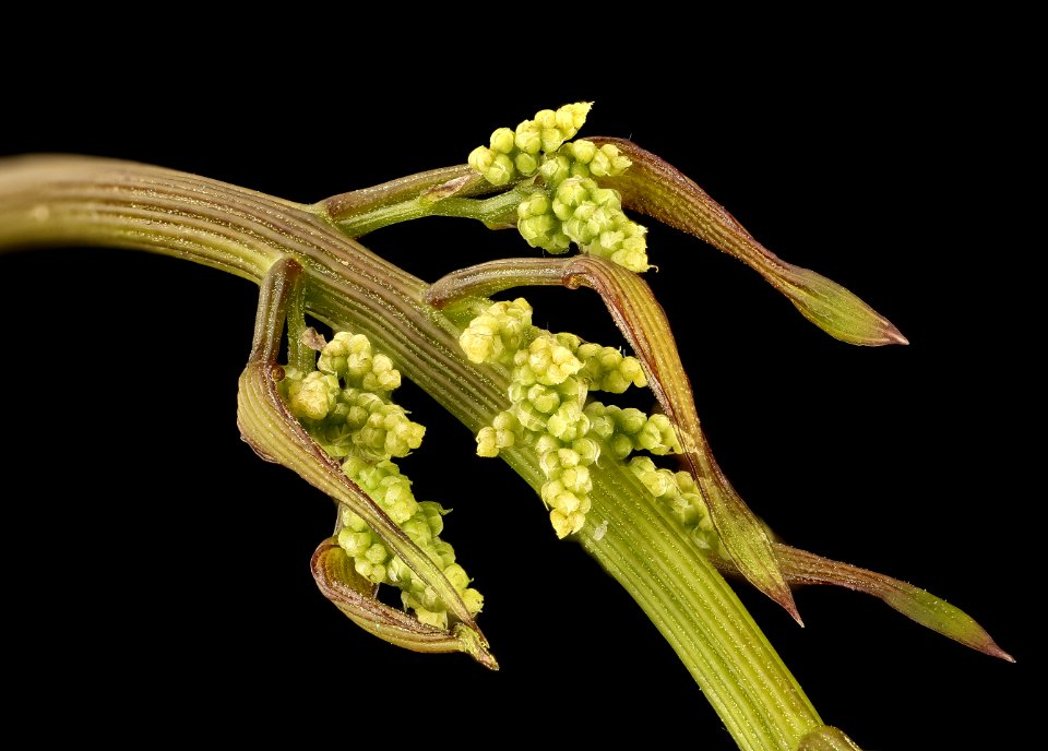 Dioscorea villosa, pistillate inflorescences in bud, Howard County, MD, HeLoMetz 2017-05-26-20.13