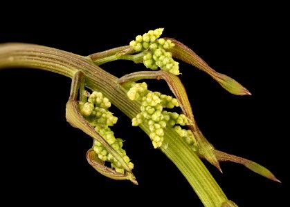Dioscorea villosa, pistillate inflorescences in bud, Howard County, MD, HeLoMetz 2017-05-26-20.13