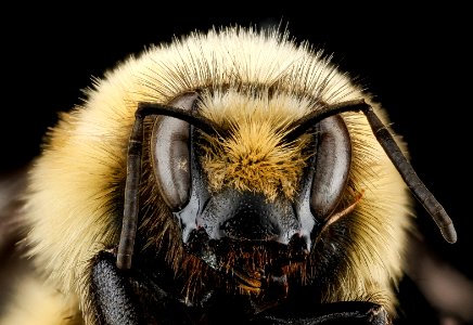 Bombus huntii, M, face, Pennington County, SD 2012-11-14-15.34.51 ZS PMax